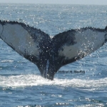 Humpback Whale Field Intensive