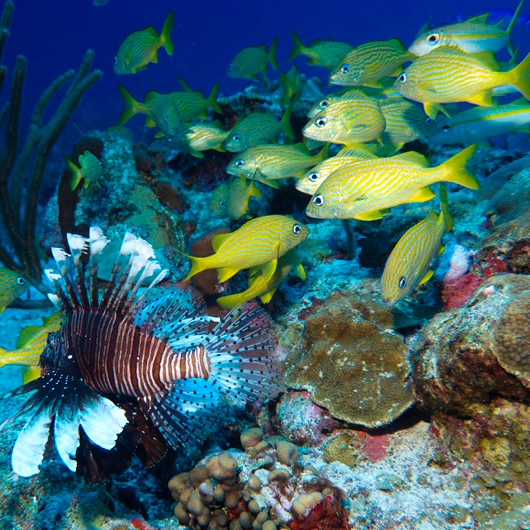 Tropical Marine and Coastal Ecology – Puerto Rico, USA